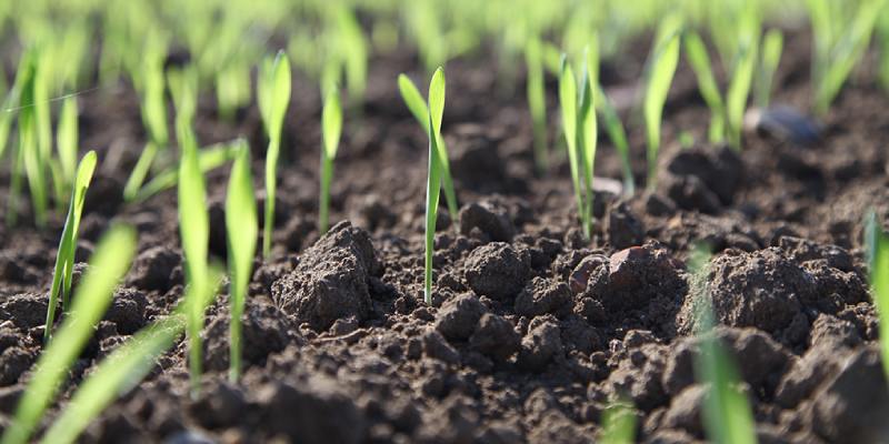Soil And Crops Trivia Quiz
