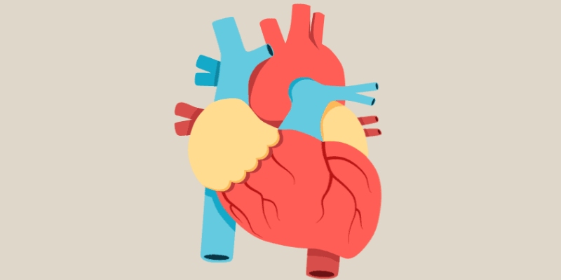 Quiz: How Well You Know About Anatomy of Human Heart?