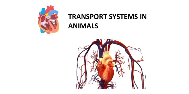 Transportation In Animals Quiz Question And Answer For 7th Grade Students