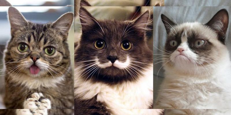 Which Famous Internet Cat Matches Your Personality Quiz