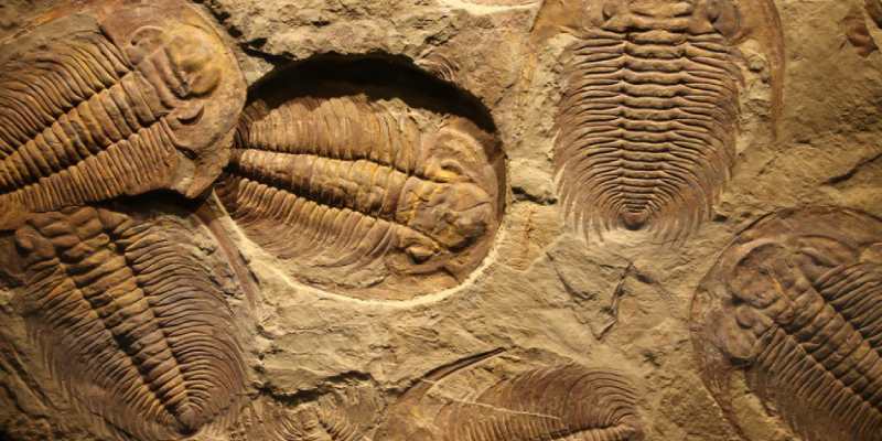 Ultimate Trivia Quiz On Fossils