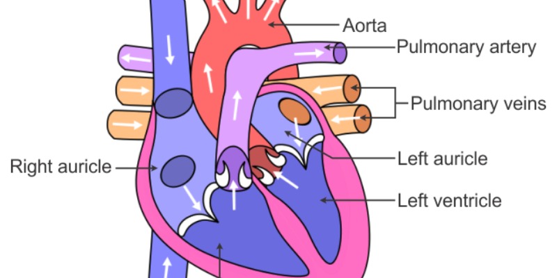 Ultimate Trivia Quiz on Human Heart