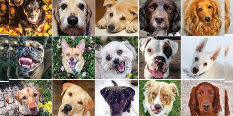 Quiz: What Kind Of Dog Are You?