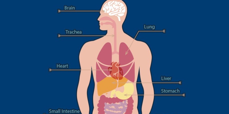 Quiz: What Do You Know About Human Body?