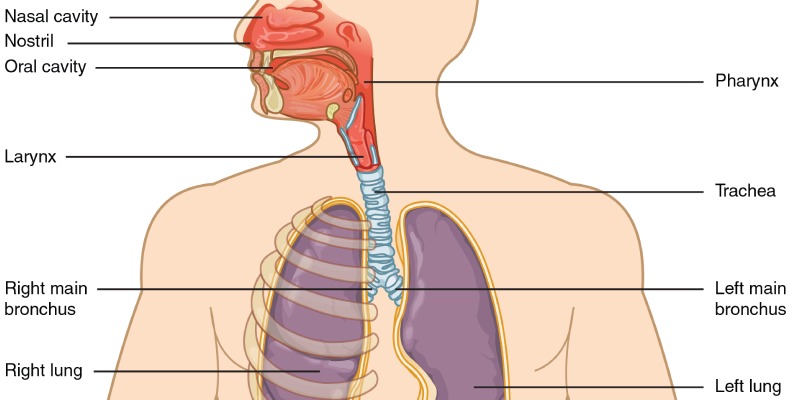 Respiratory Anatomy Quiz