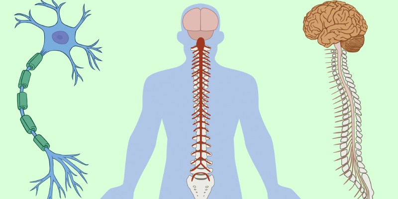Quiz: How Much You Know About Nervous System? - BestFunQuiz