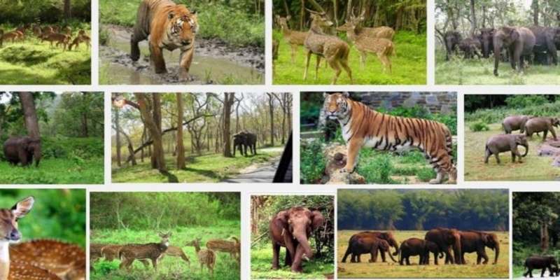 Indian Climate, Vegetation and Wildlife Quiz