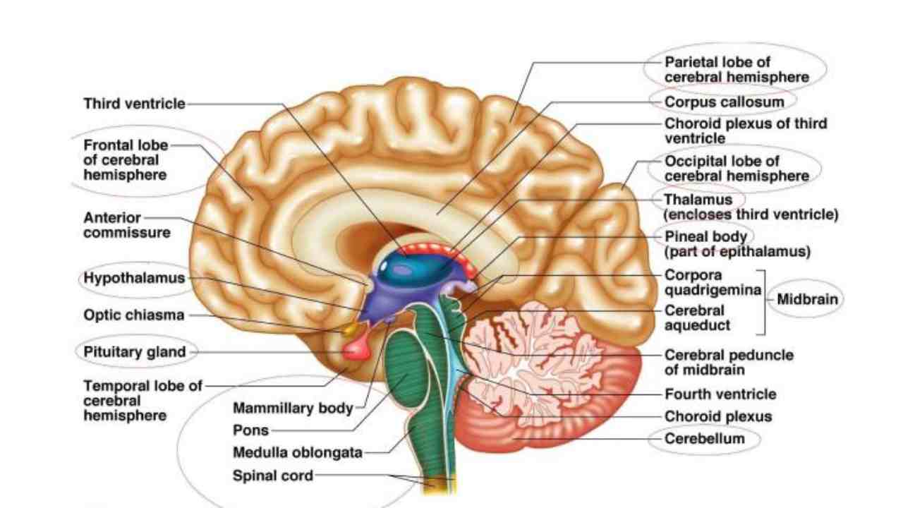 Central Nervous System Trivia Quiz About 11th Grade Student!