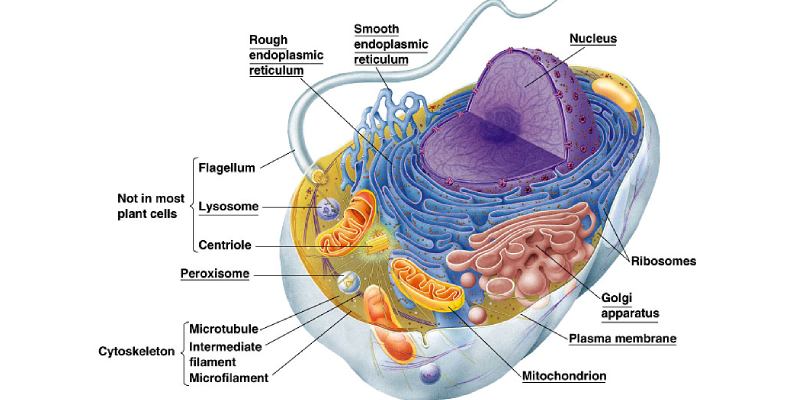 Quiz How Much You Know About Peroxisomes Cilia And Flagella Bestfunquiz