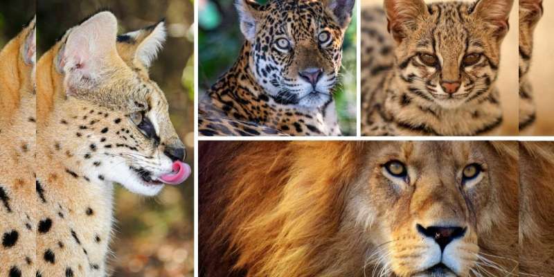 Quiz: Which Wild Cat Are You?