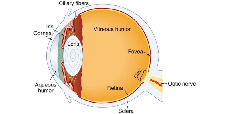 Eye Anatomy Quiz