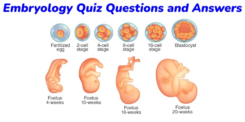 Embryology Quiz Questions and Answers