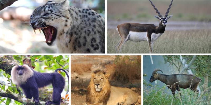 Ultimate Trivia Quiz on Wildlife