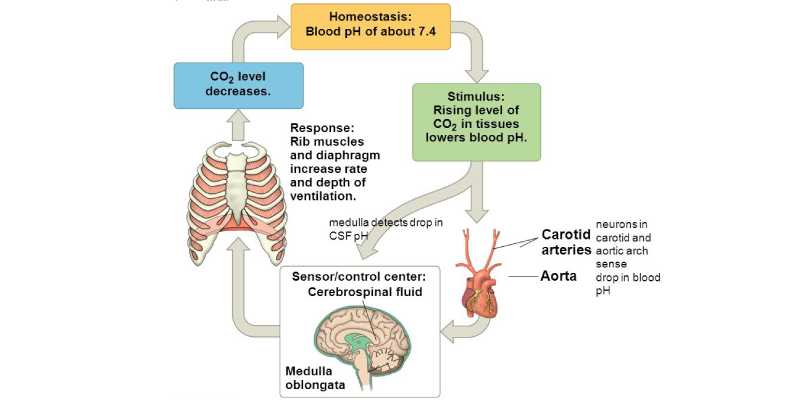 Trivia Quiz: How Much You Know About Homeostasis?