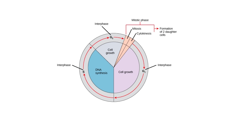 Quiz: How Much You Know About Cell Cycle?