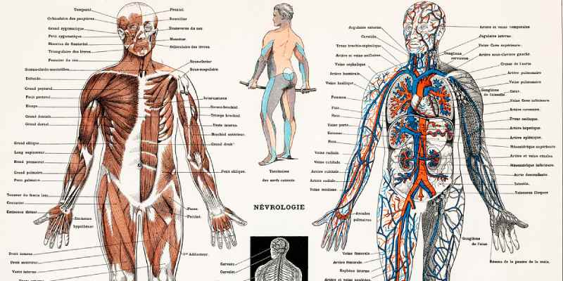 Trivia Quiz On Human Nervous System!