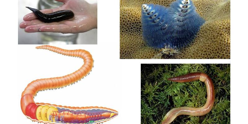 Phylum Annelida Quiz: How Much You Know About Phylum Annelida? - BestFunQuiz