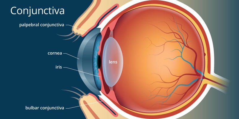 Quiz: How Much You About Conjunctiva?