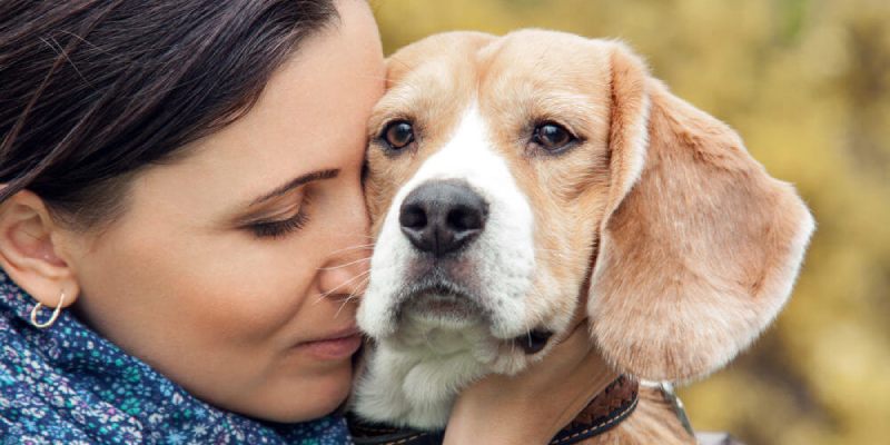 How To Tell If Your Dog Loves You or Not Quiz