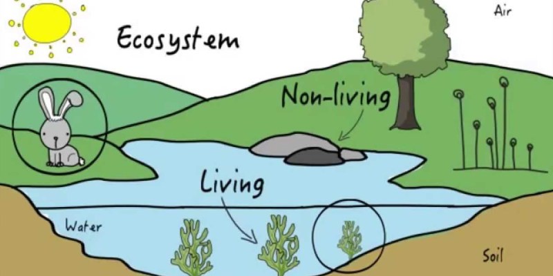 Quiz: How Much You Know About Ecosystem and its Components?