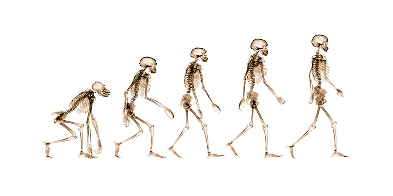 Evolution Quiz: How Much You Know About Evolution?
