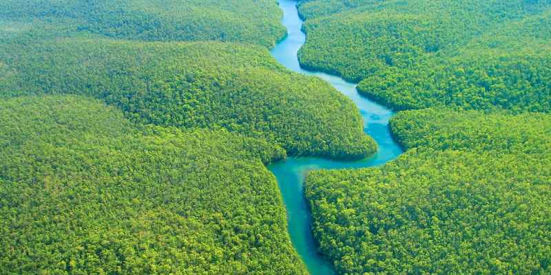 The Amazon Jungle Trivia Quiz: How Much You Know About The Amazon Rainforest?