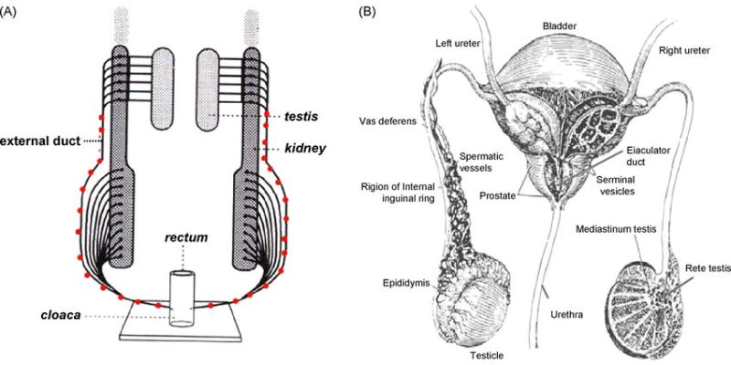 Urogenital System Of Vertebrates Quiz Test Questions and Answers