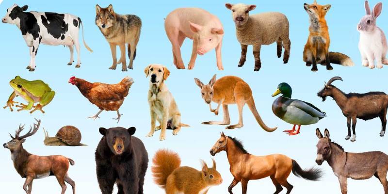 What Animal Are You Quiz - BestFunQuiz What Animal Are You Quiz - BestFunQuiz