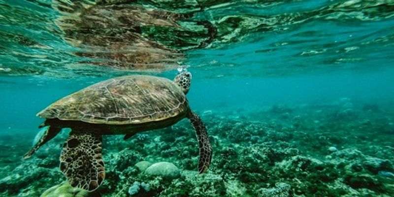 Quiz: Can You Pass This Test On Aquatic Habitat?