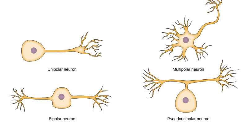 Trivia Quiz: Check Your Knowledge About Neurons