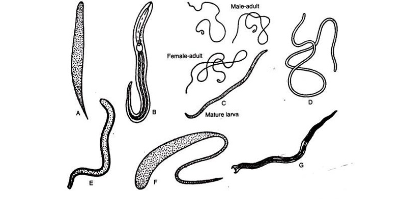 phylum Nematoda - fonálférgek Phylum aschelminthes ascaris képek