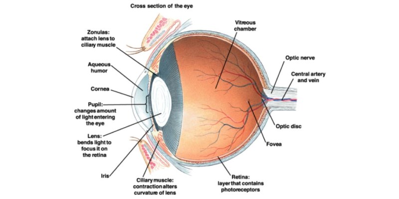 Interesting Facts About Human Eye Quiz