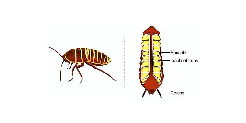 Respiration In Cockroach Trivia Quiz - BestFunQuiz
