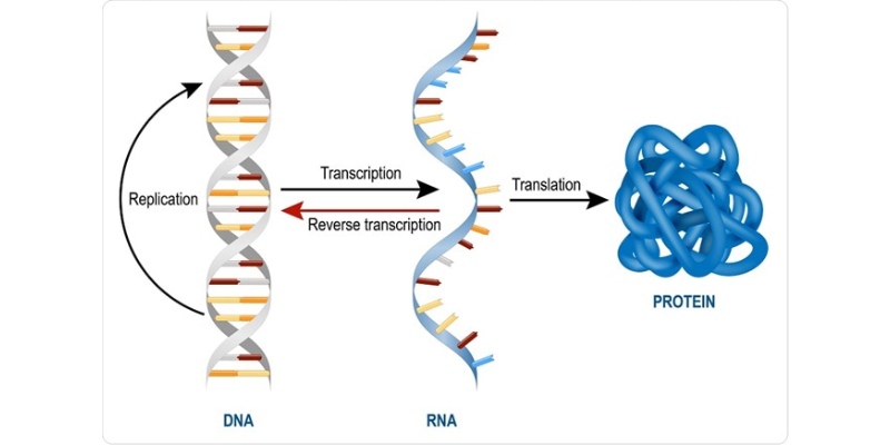 RNA and Types of RNA Trivia Quiz