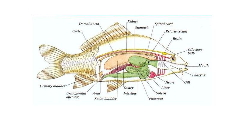 Ultimate Trivia Quiz On Respiration In The Aquatic Creature