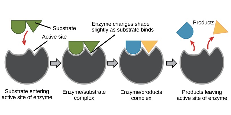 Quiz: Check Your Knowledge About Enzyme