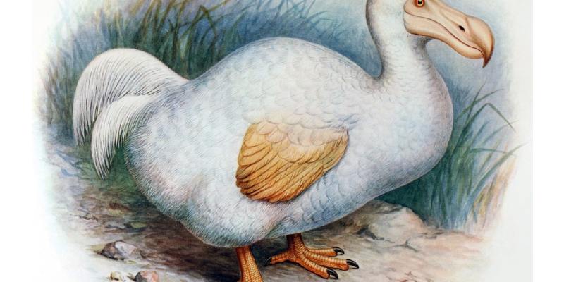 Dodo Quiz: How Well Do You Know Dodo Bird?