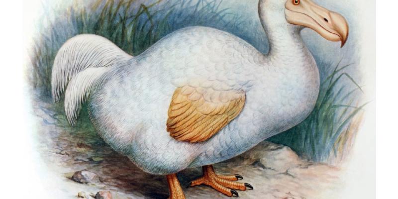Dodo Quiz: How Well Do You Know Dodo Bird?