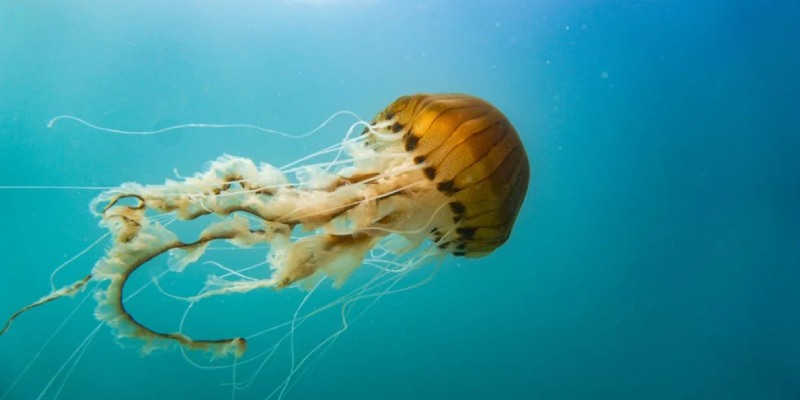 Quiz: How Much You Know About World Jellyfish Day?
