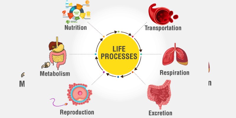 Ultimate Trivia Quiz On Life Processes For 10th Grade Students