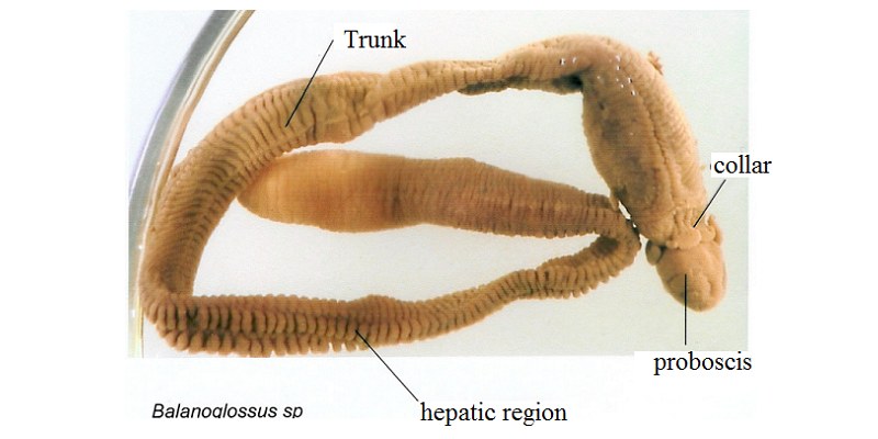 Balanoglossus Quiz: How Much You Know About Balanoglossus?