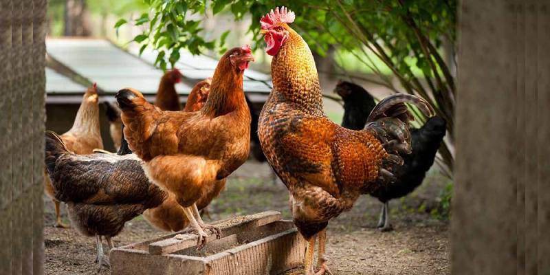 Quiz: How Many Chickens Am I Worth?