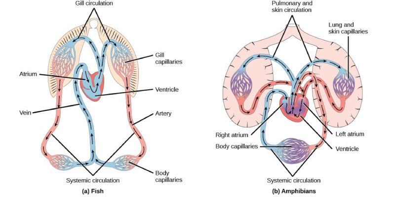 Take An Interesting Quiz About Circulatory System of Vertebrates