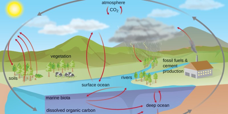 Nutrient Cycling Biogeochemical Cycle in Ecology Trivia Quiz