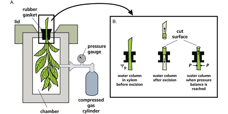 Transportation Of Water And Mineral In Plants Quiz