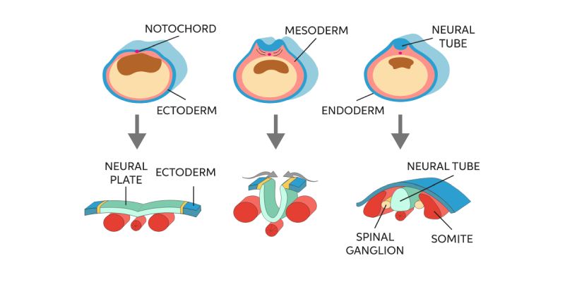 Neurulation MCQ Quiz Questions and Answers