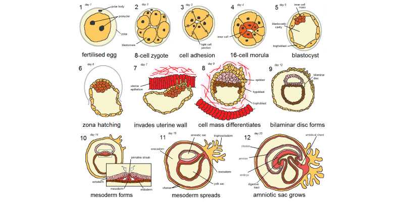 Placentation And Biogenetic Law Quiz: How Much You Know About Placentation And Biogenetic Law?