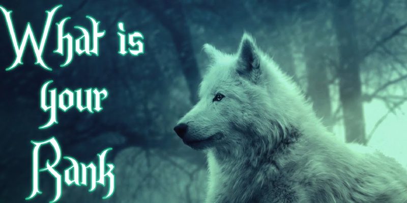 Quiz: What Is Your Rank In A Wolf Pack?