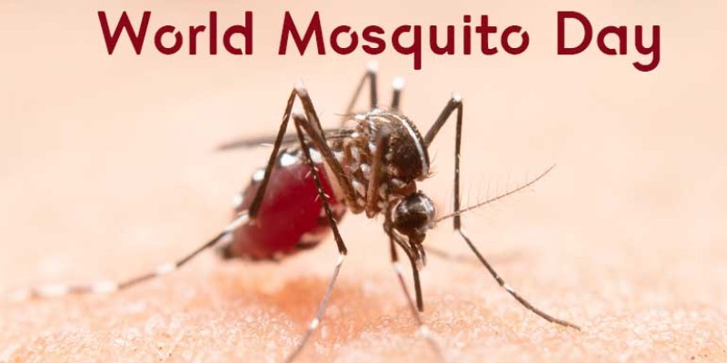 World Mosquito Day Quiz: How Much You Know About World Mosquito Day?