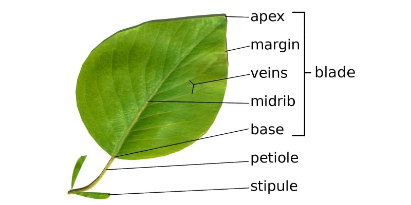 Structure of Leaves Quiz: How Much You Know About Structure of Leaves?